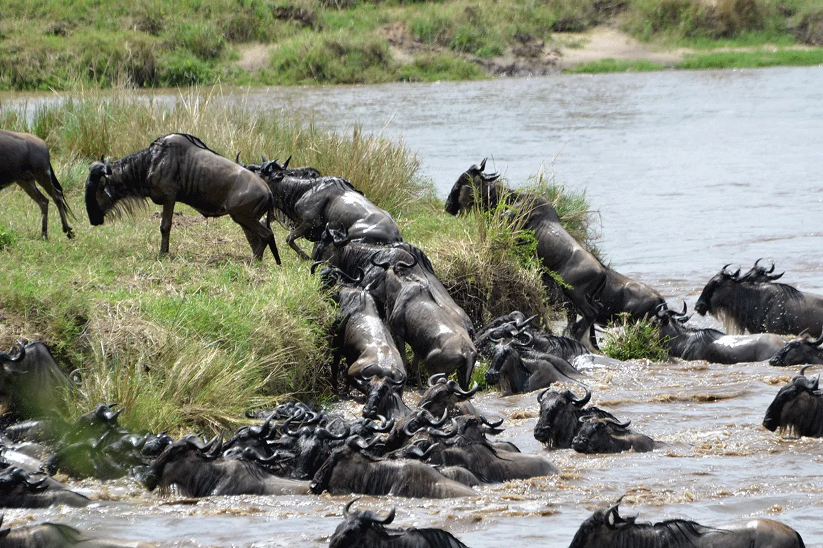 Why Tanzania Wildlife Define Africa’s Safari
