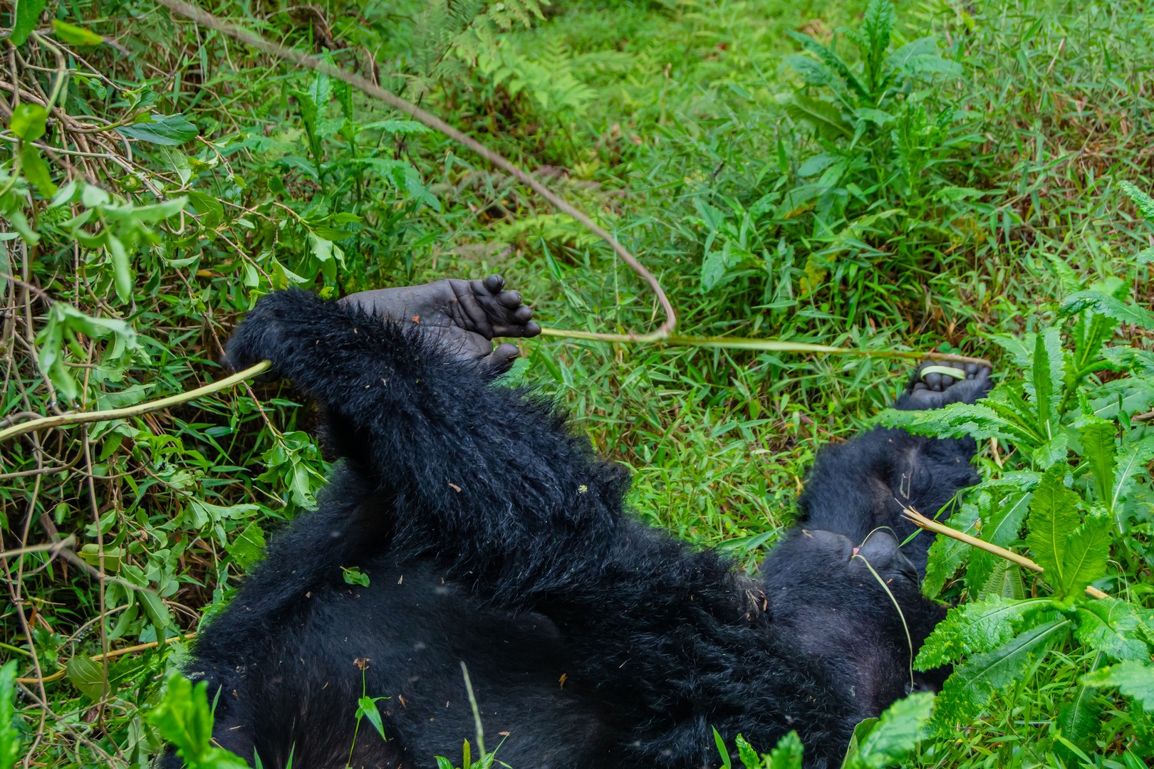 Gorilla Trekking in Africa: Uganda, Rwanda & Congo