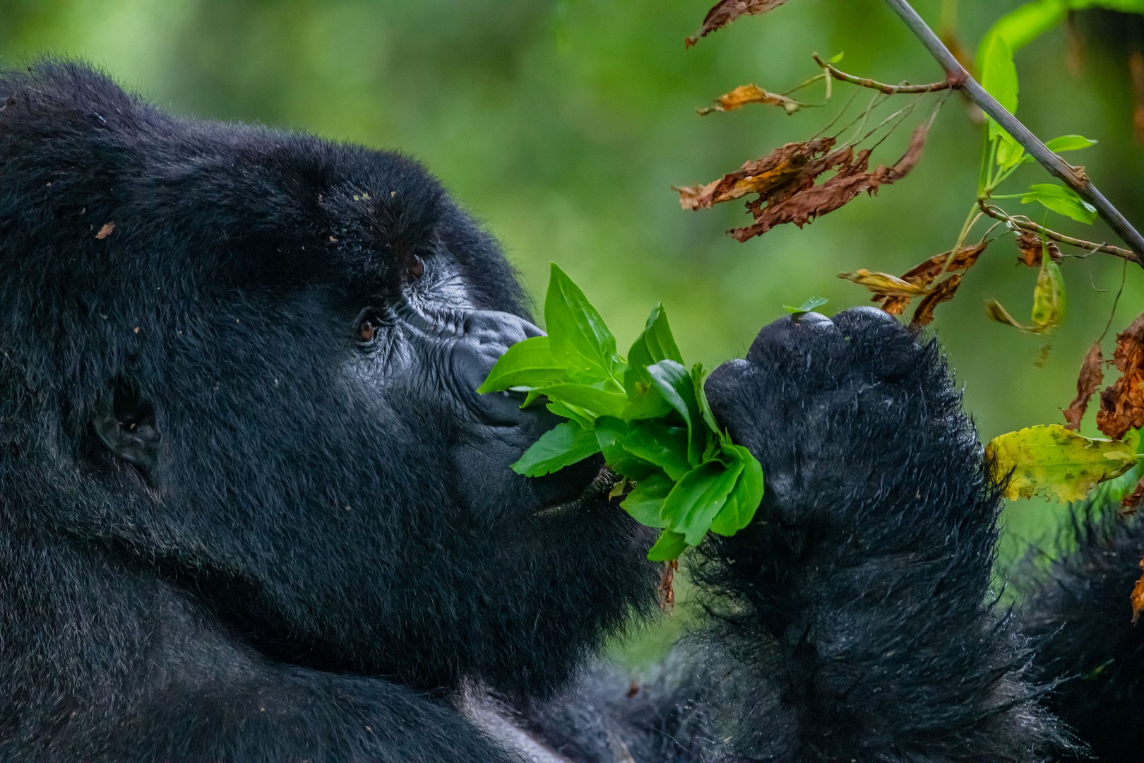 Arusha to Rwanda Gorilla Trekking as an Elite East African Safari Experience