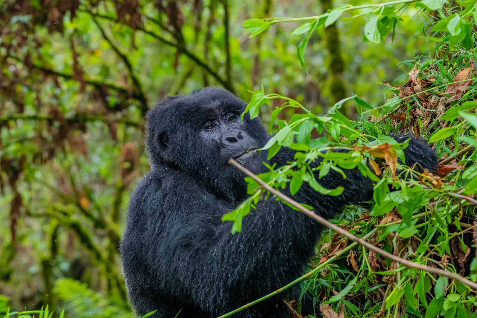 Entebbe to Rwanda Gorilla Trekking as Africa’s Most Exclusive Primate Journey