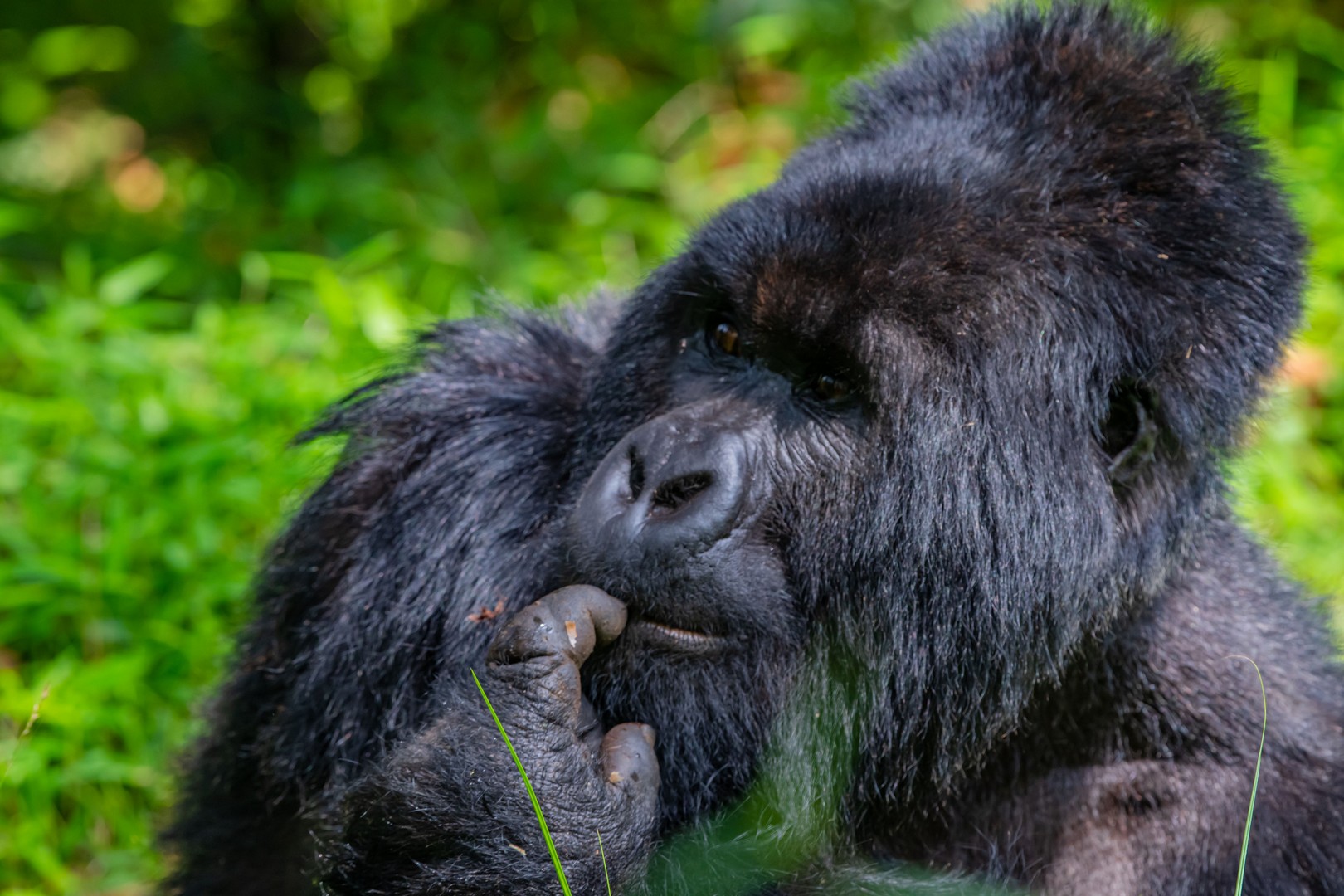 Gorilla Trek Uganda vs Rwanda as a Defining African Safari Choice