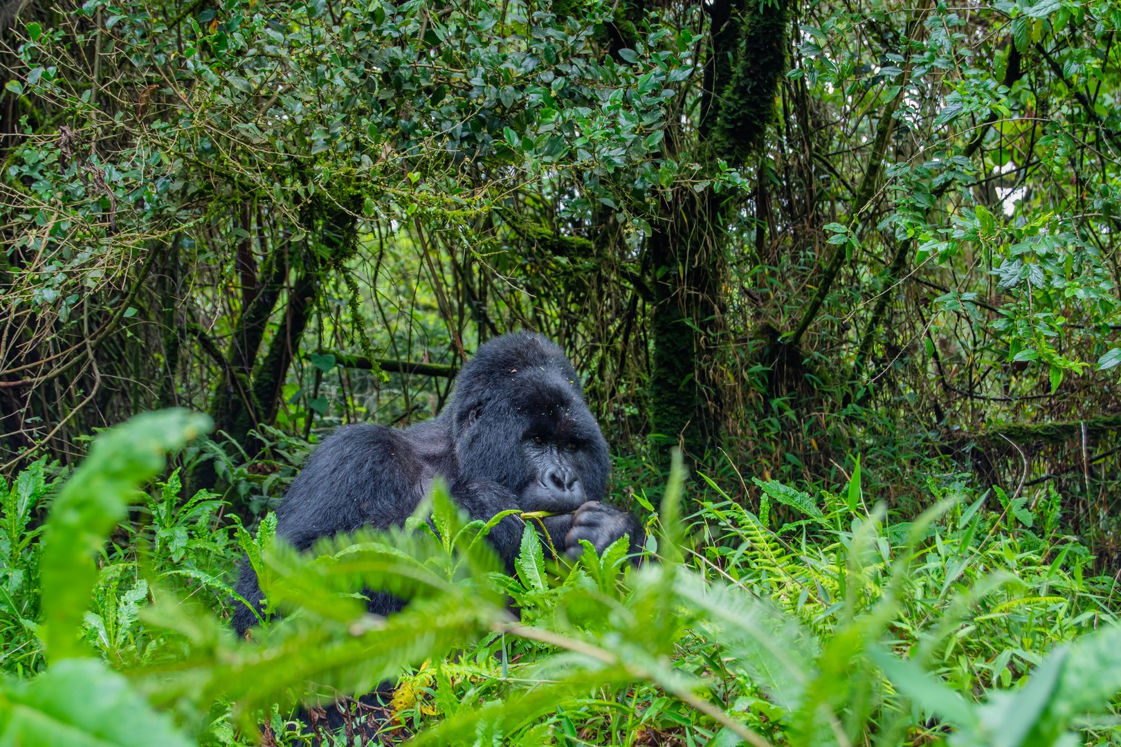 Kigali to Rwanda Gorilla Trekking as Africa’s Most Accessible Primate Journey