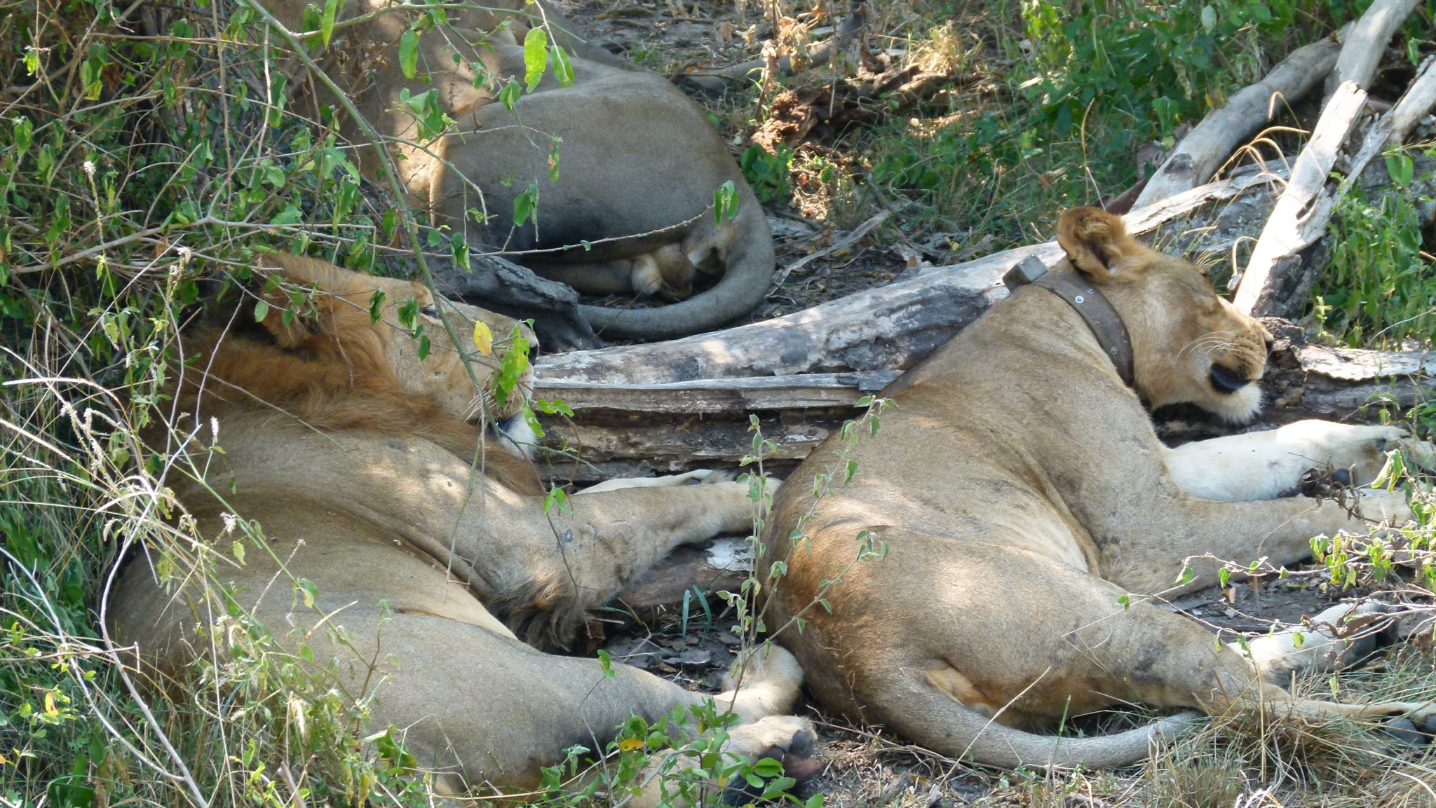 What Are the Big Five Animals?