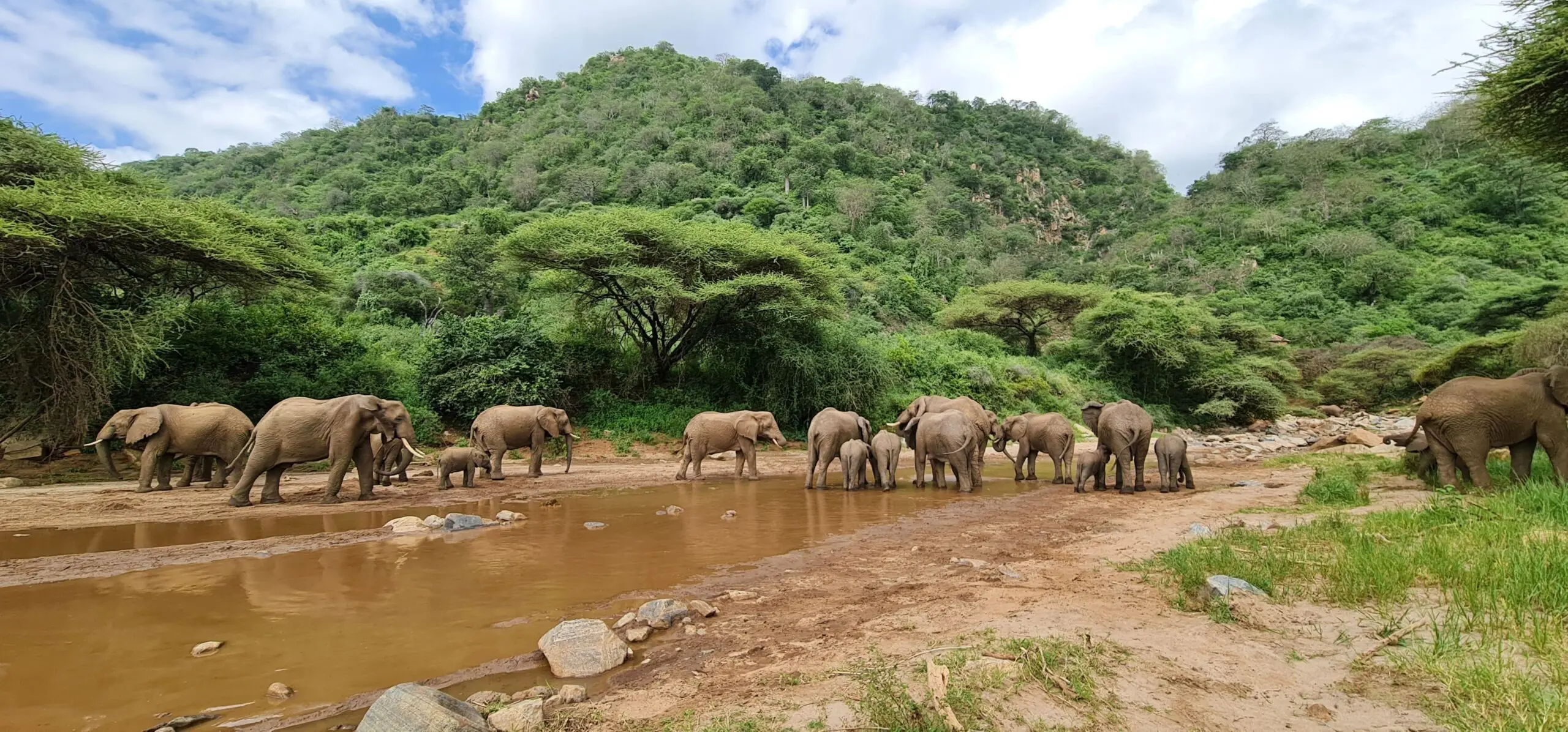 Which Time of Year is Best for a Kenya Safari?