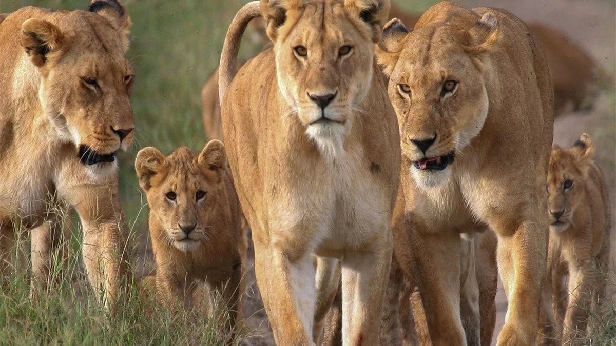 Which is Better for Wildlife Safaris: Kenya or Tanzania?