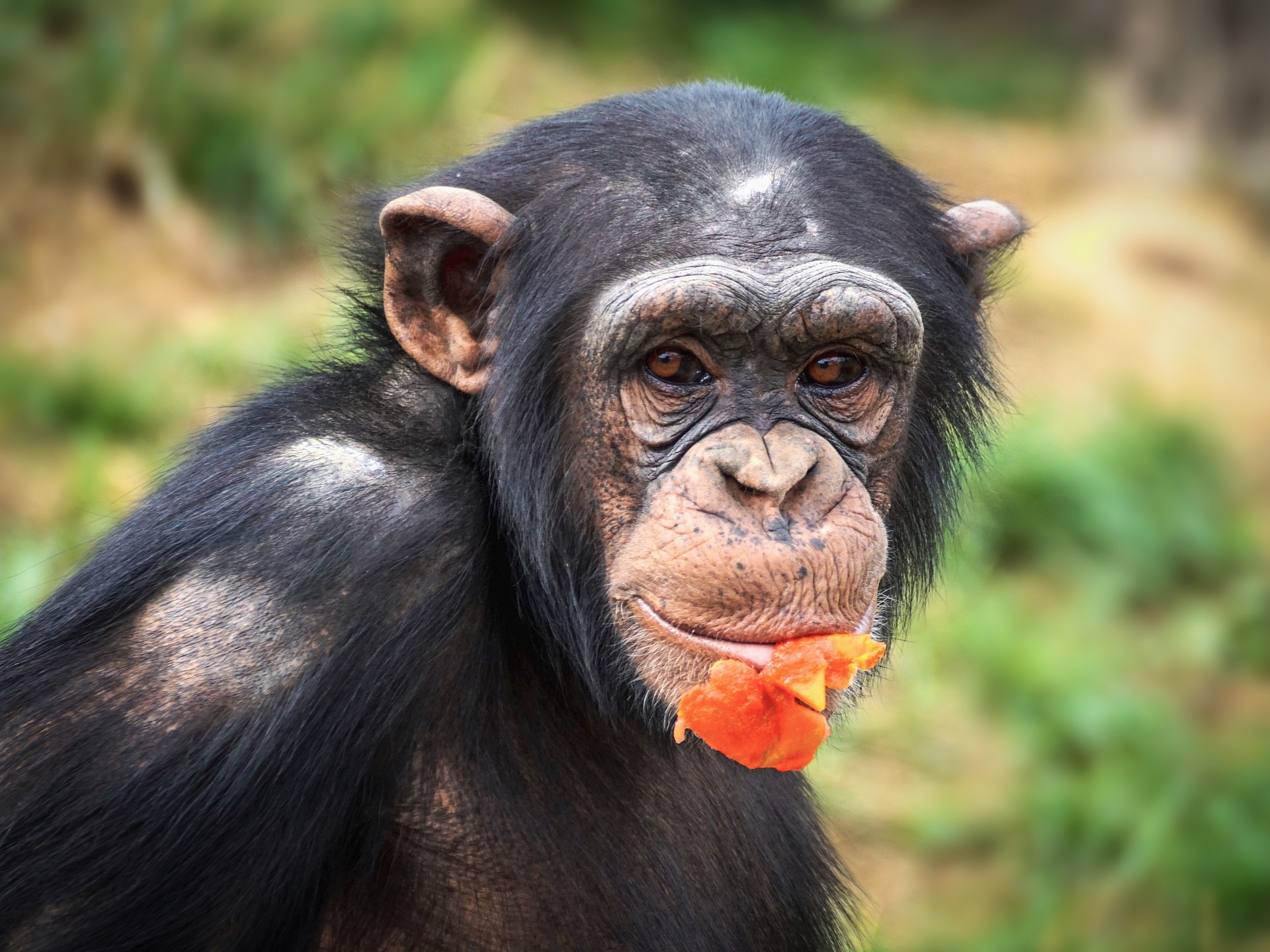Where is the Best Place for Chimpanzee Tracking in Uganda?