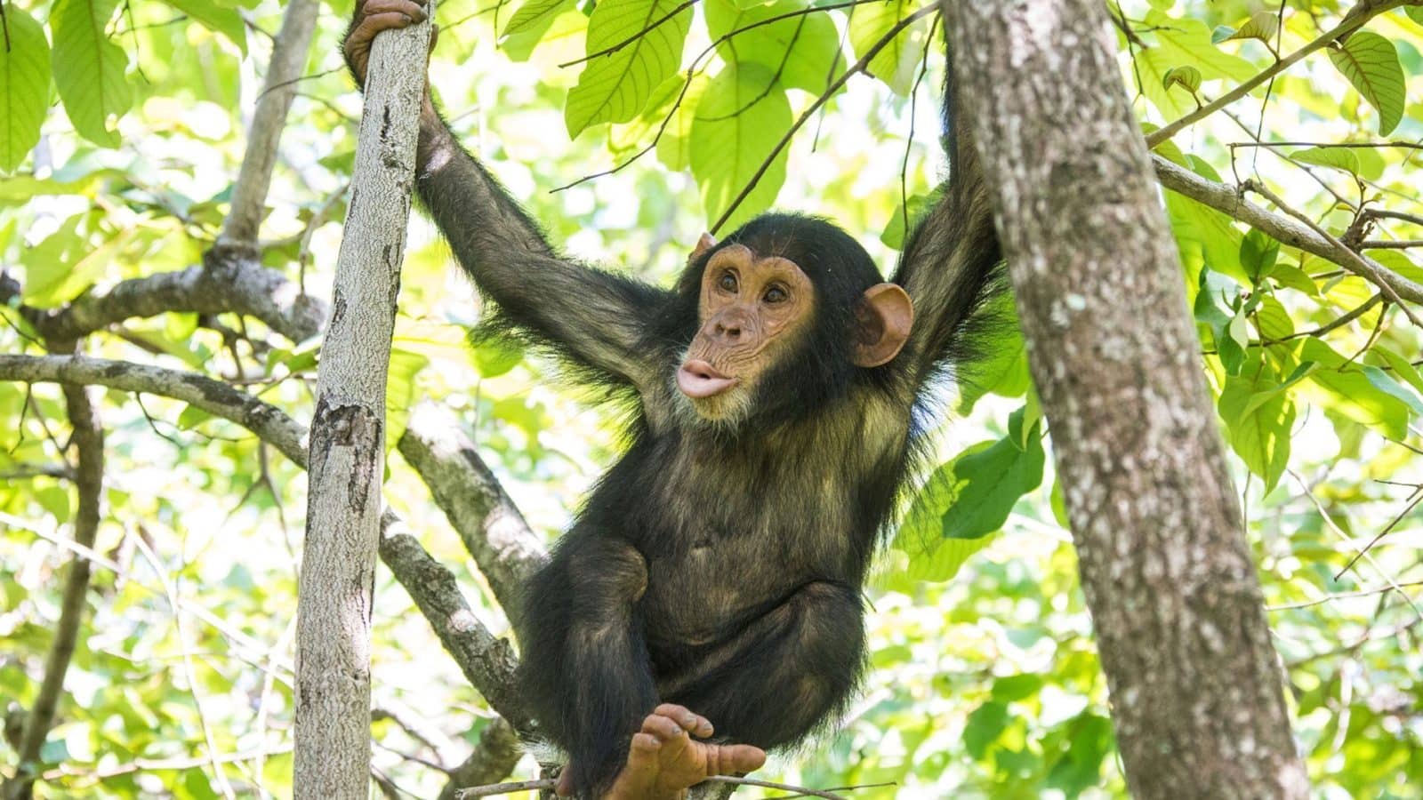 What Time Does Chimpanzee Tracking Start in Uganda?