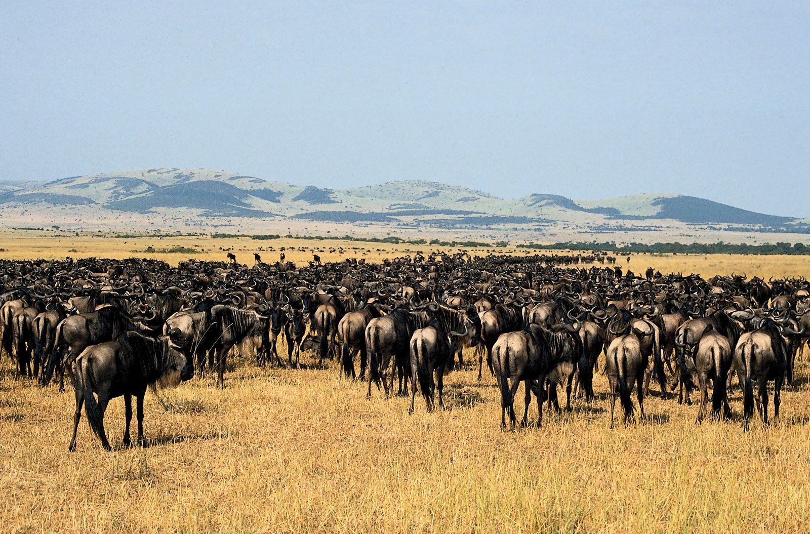 What Is the Difference Between a Kenya Safari and a Tanzania Safari?
