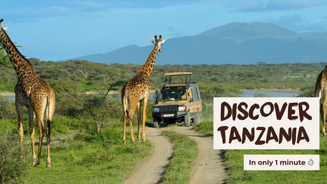 What Is the Best Time to Visit East Africa for a Tanzania or Kenya Safari?