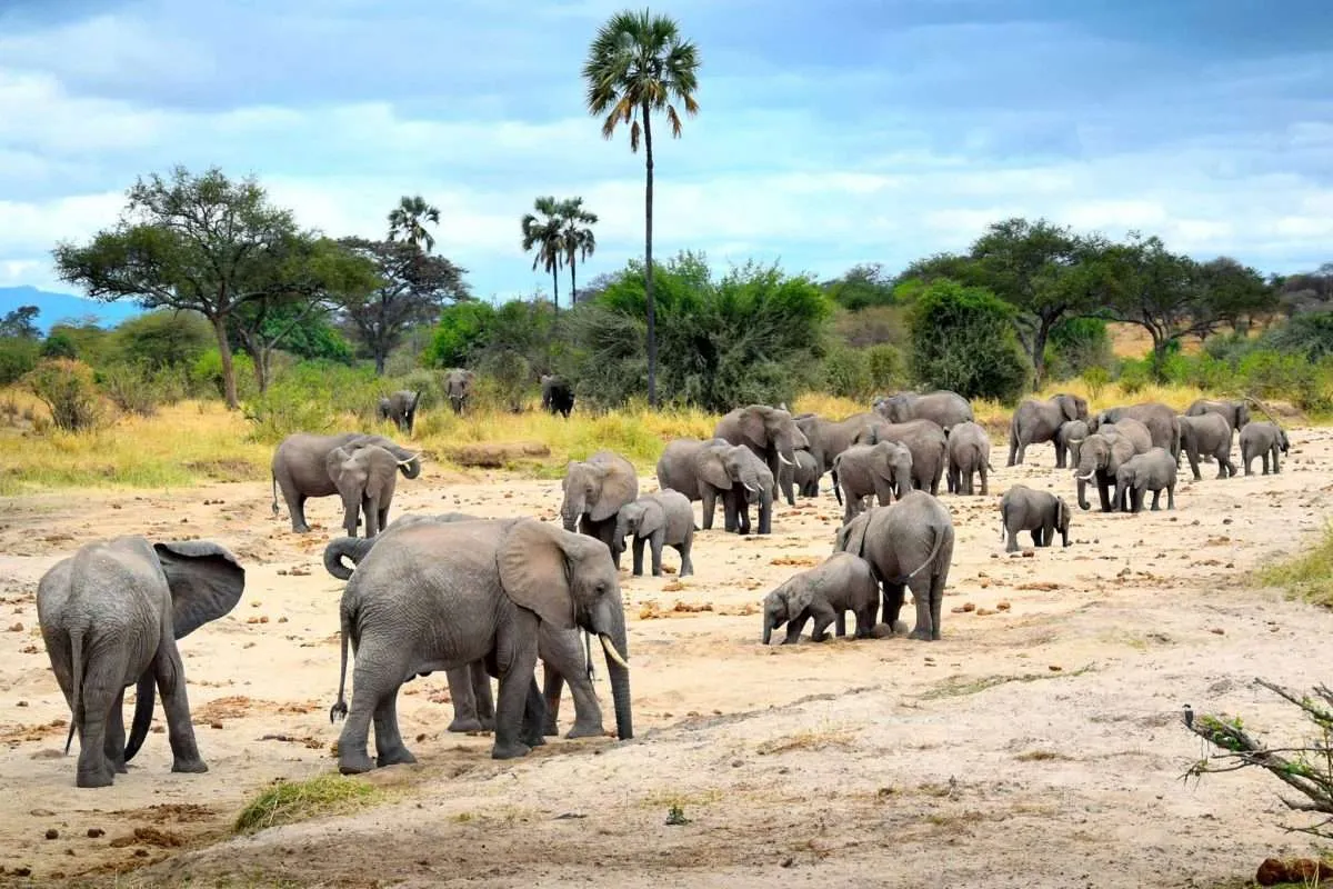 Is It Possible to Experience the Big Five in a Short Safari?
