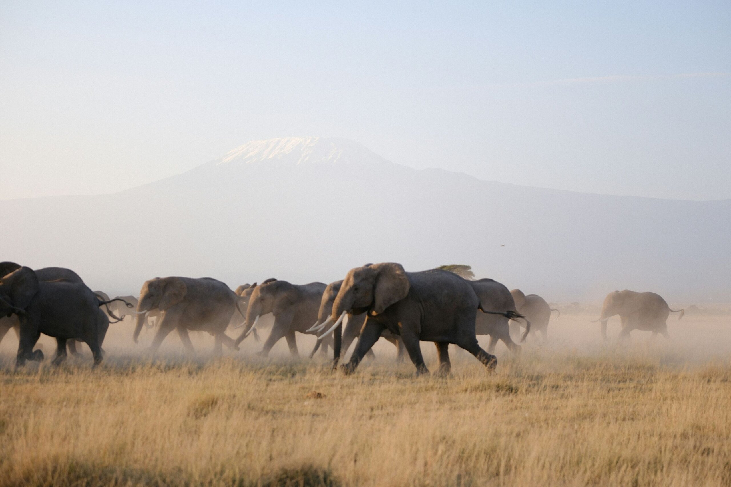 Is Amboseli Ideal for Big Five Sightings?