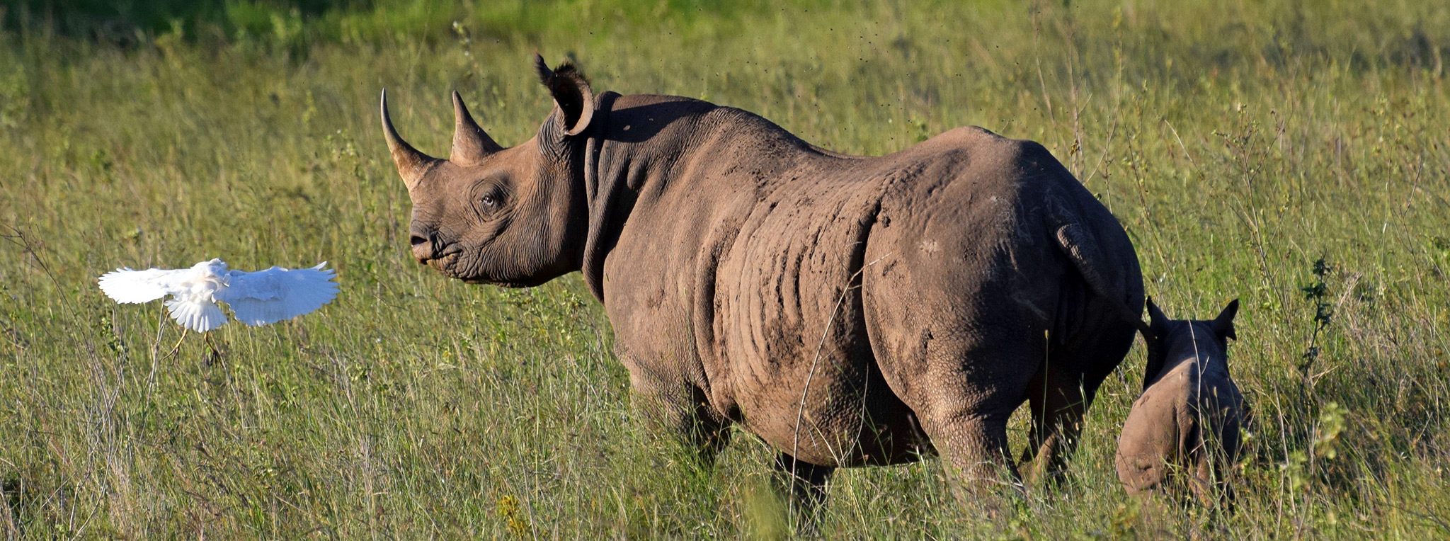 Why Are They Called the Big Five?