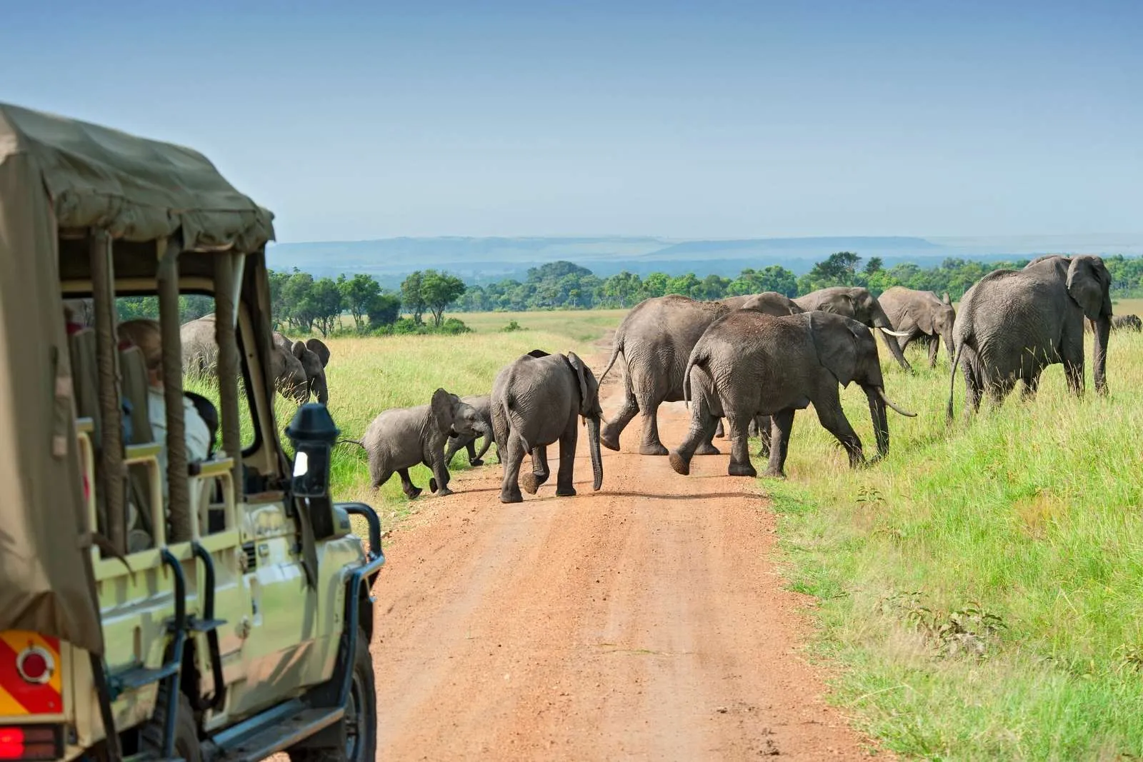 Which Park in Uganda Is Best for Big Five Safaris?