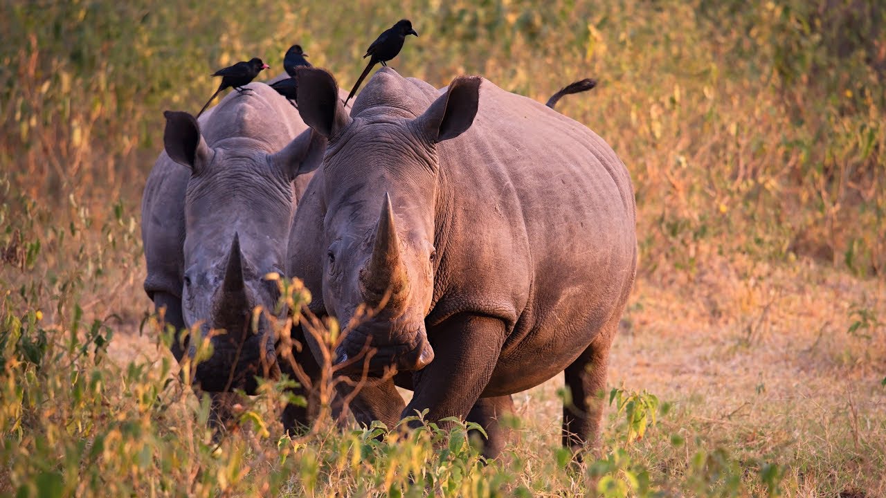 Where Can I See the Big Five in Uganda?