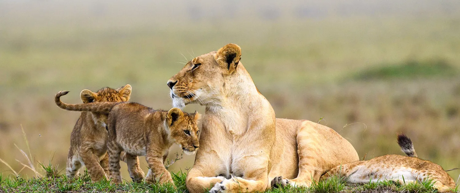 Can I See the Big Five in Masai Mara?