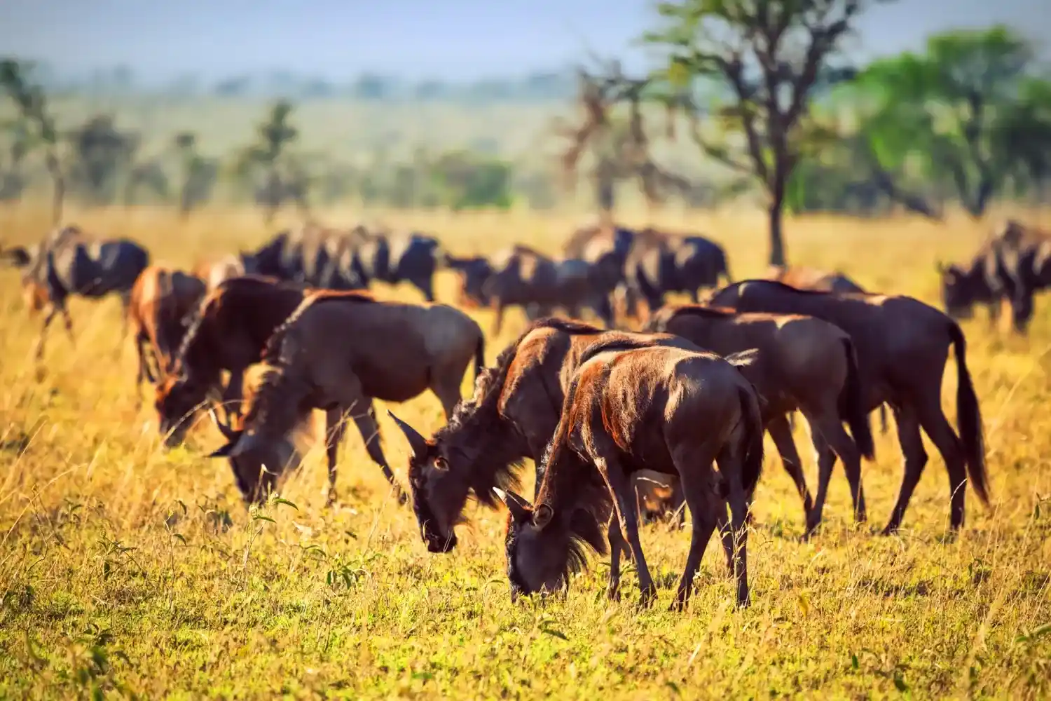 Which Animals Can I See in Masai Mara?