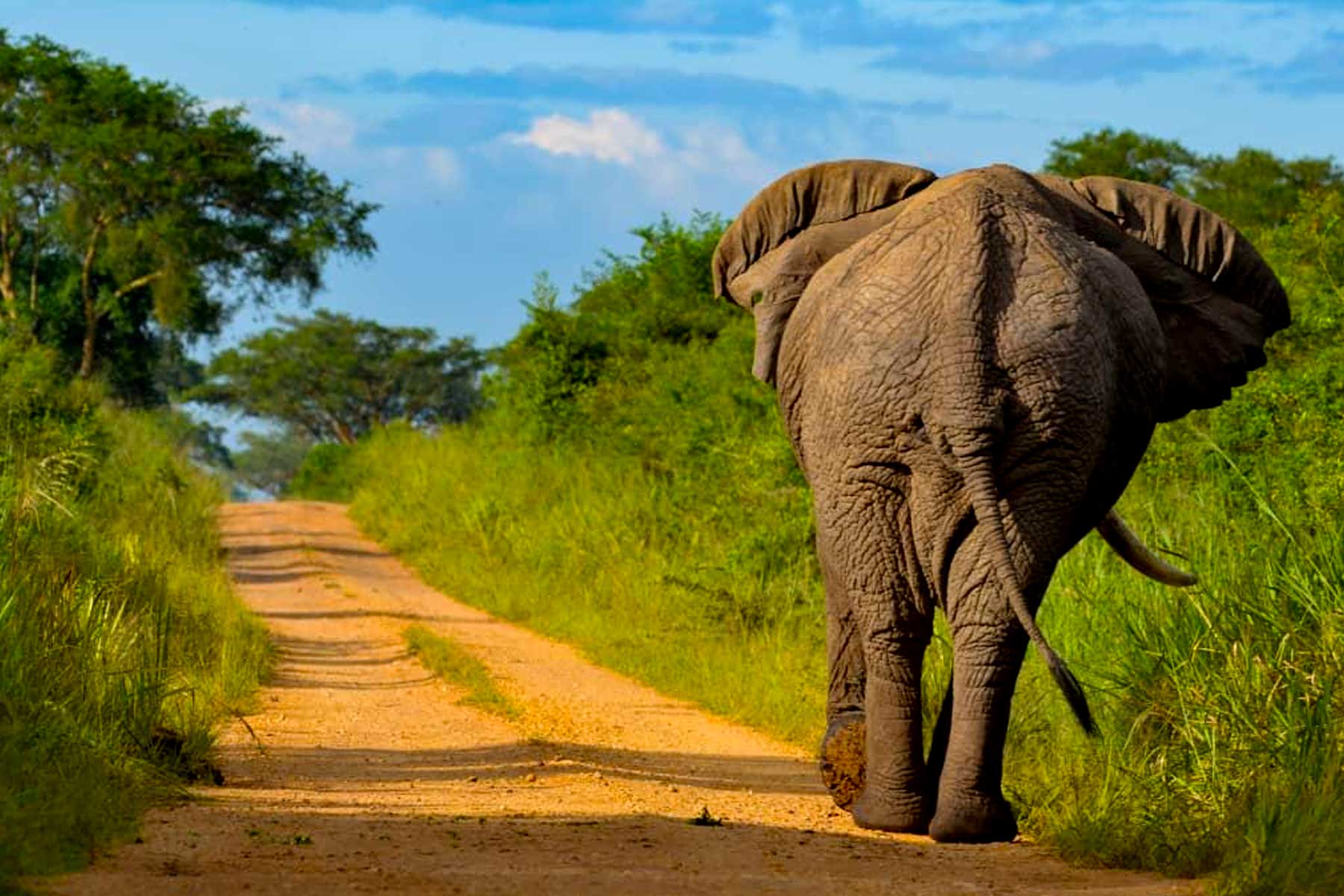 An Elephant among the Big Five