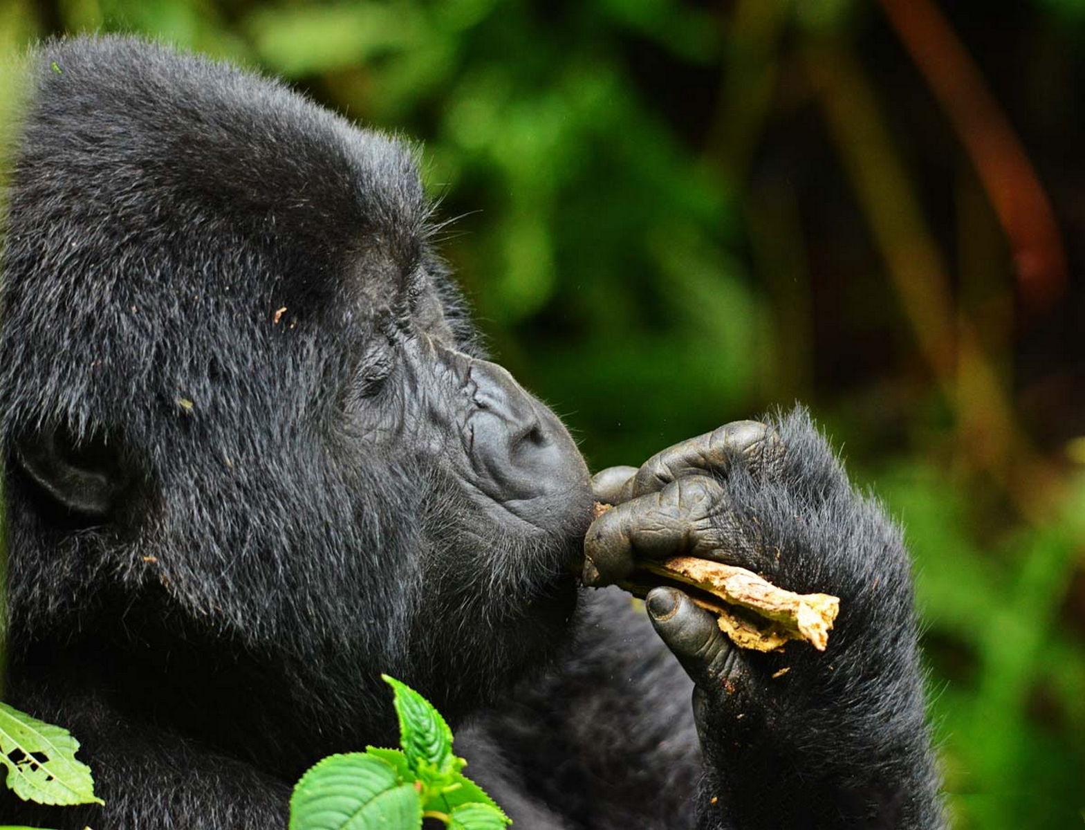 Why Uganda Is Called the Pearl of Africa: 15 Reasons to Visit
