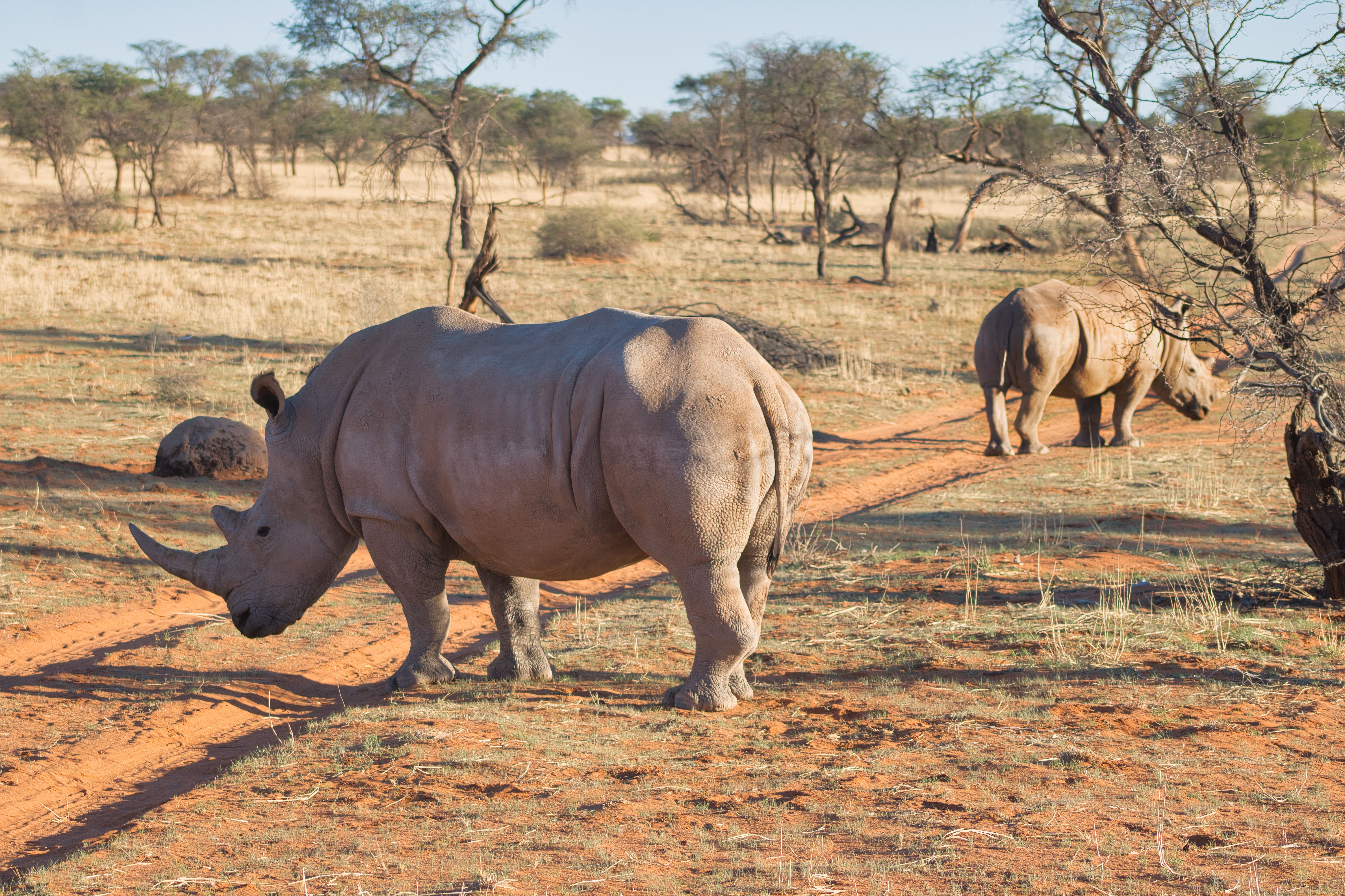 Etosha National Park