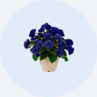 Fleurs et plantes