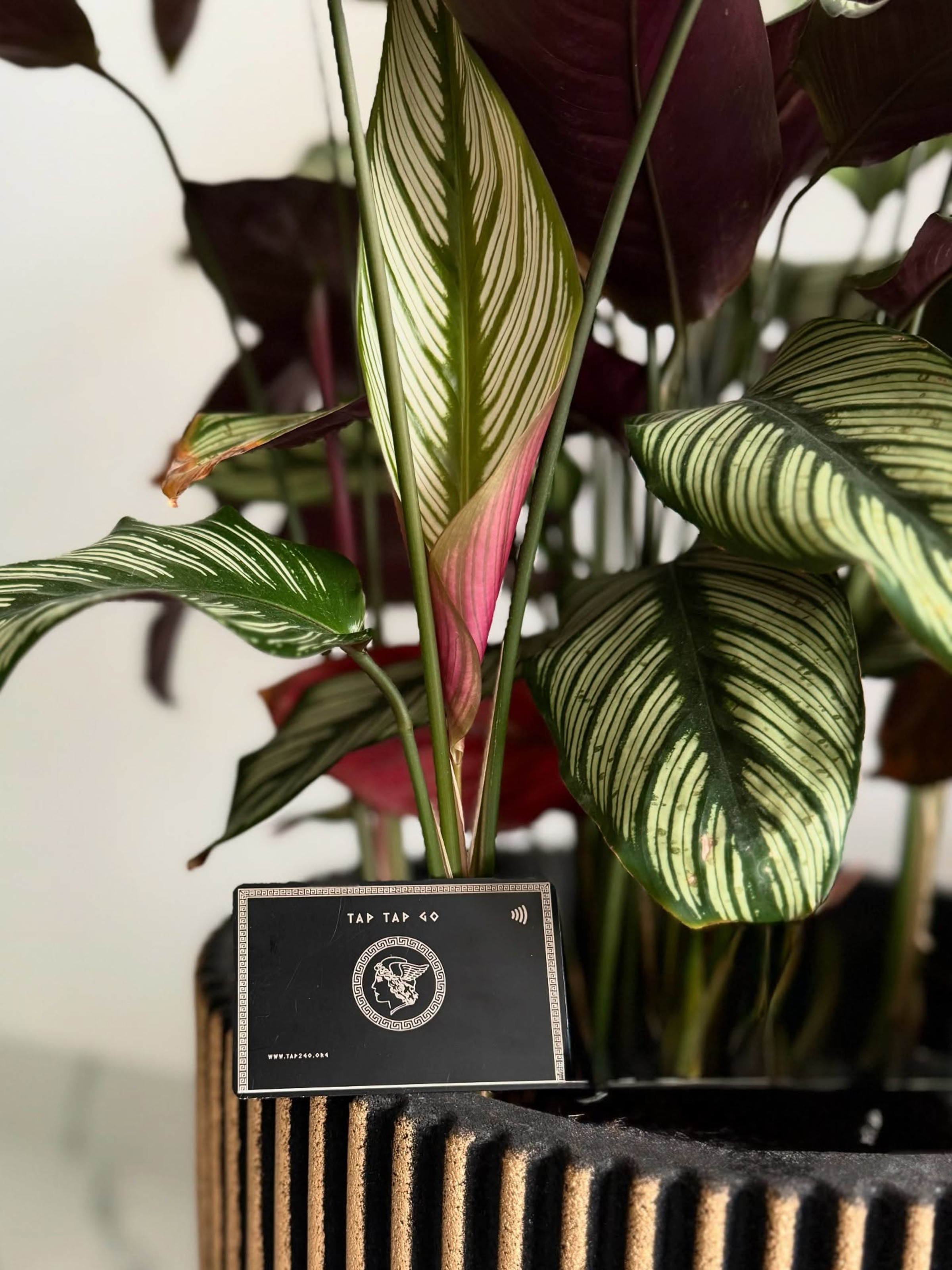 Turn Your Tap Tap Go Profile Into a Powerful Mini-Website and Storefront