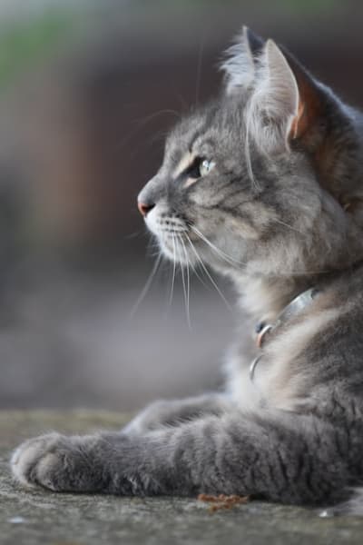 an image of something