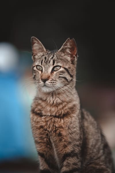 an image of something