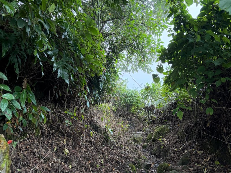 Montaña de Fuego 15K 2026