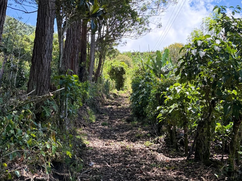 Montaña de Fuego 15K 2026
