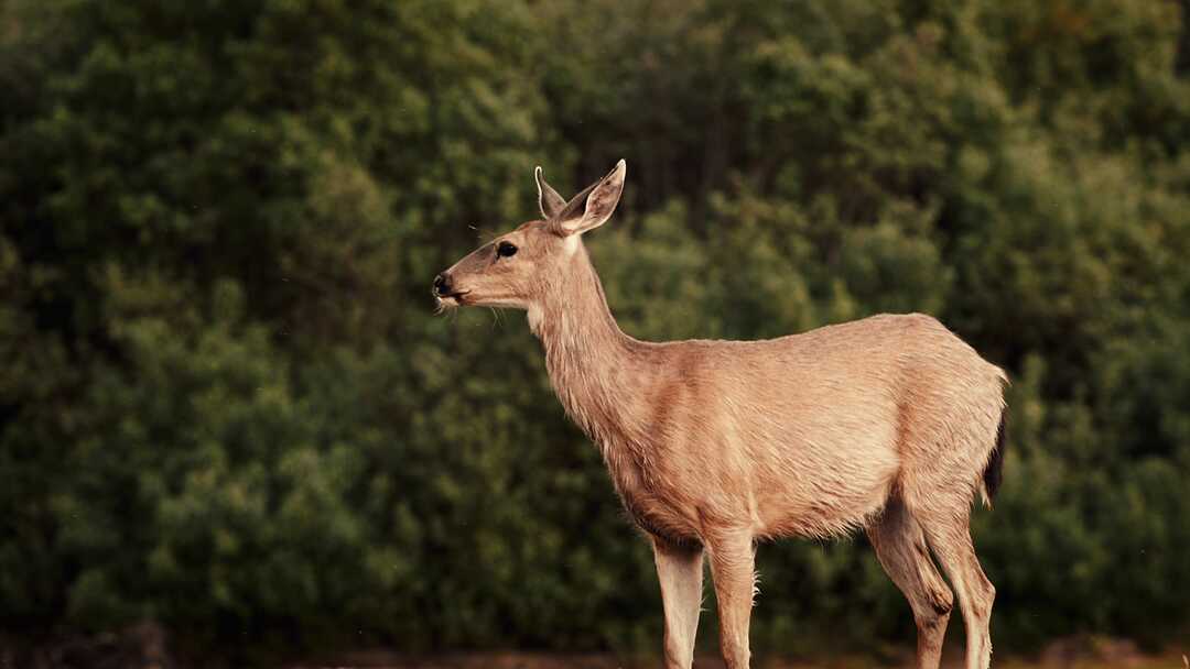 deerthumbnail