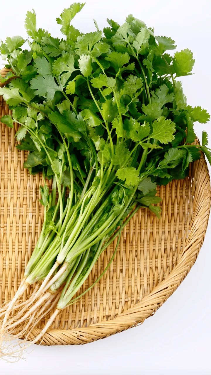 coriander (DHANIYA )