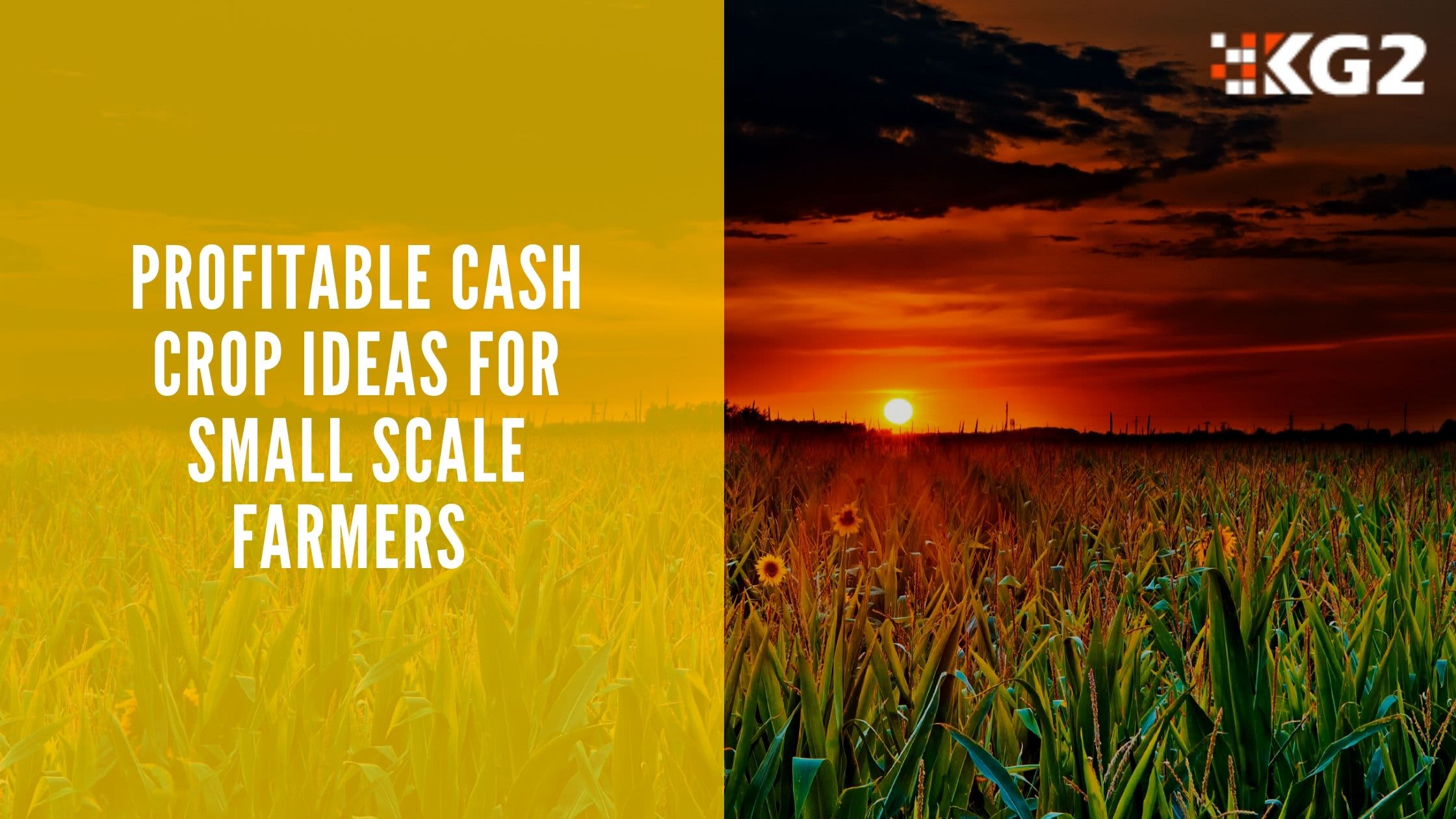 Profitable cash crop ideas for small scale farmers