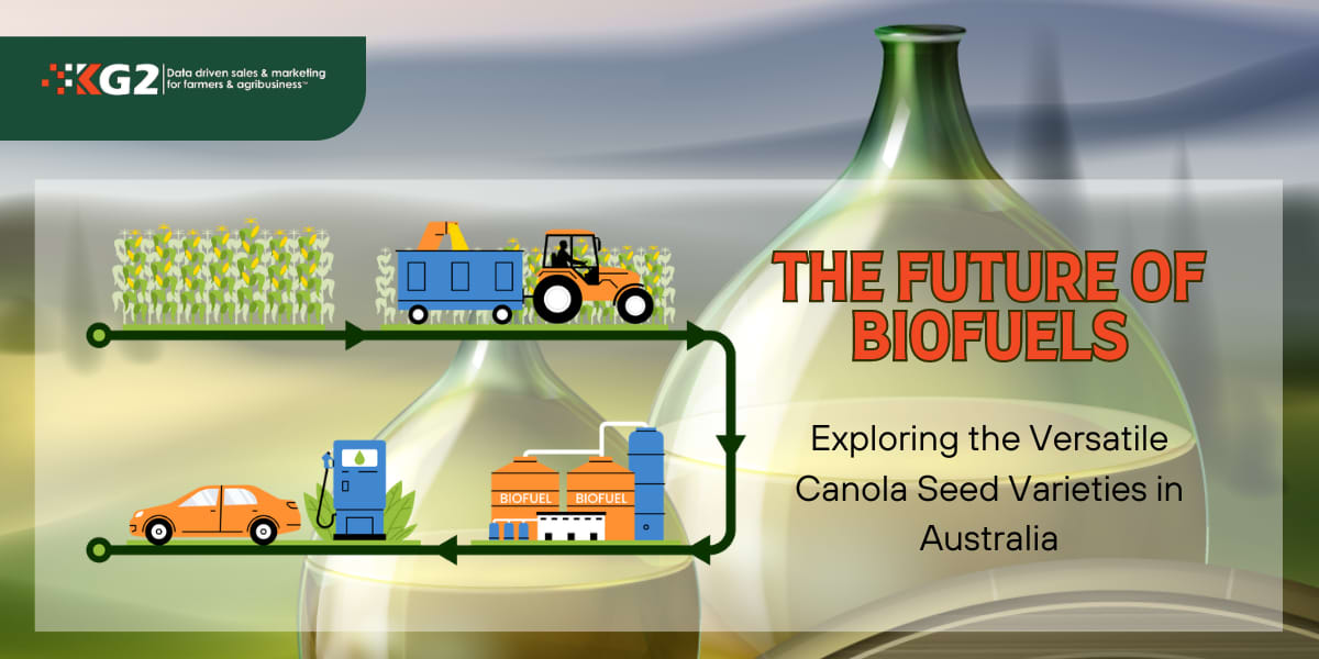 Discover the Versatile Canola Seeds Fueling Australia's Biofuel Revolution