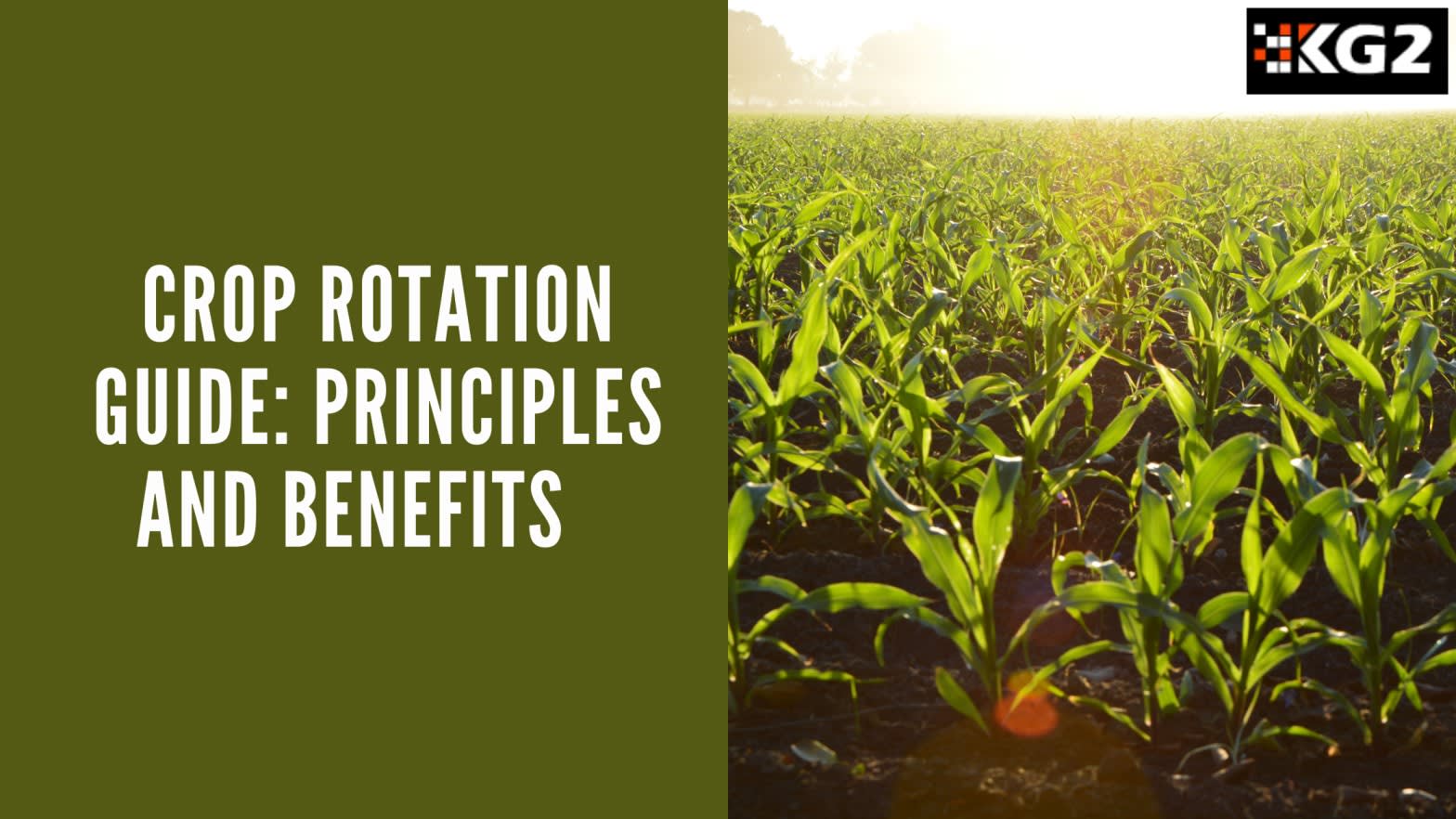 Comprehensive Guide to Crop Rotation: Principles, Benefits & Best Practices