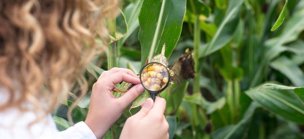 Automated Systems for Crop Recognition and Classification - KG2