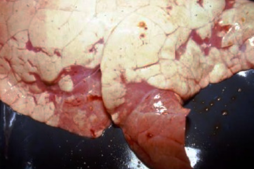 Consolidación-del-pulmón-típica-de-la-infección-por-Mycoplasma-neumonía-enzoótica-razas-porcinas