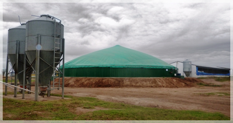 La-granja-porcina-El-Cebil-genera-biogás-para-autobastecimiento-de-energía-razas-porcinas-