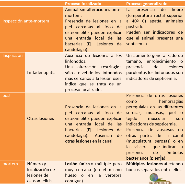 criterios-que-pueden-ayudar-a-determinar-en-cuál-de-las-dos-situaciones-se-encuentra-una-canal-razas-porcinas