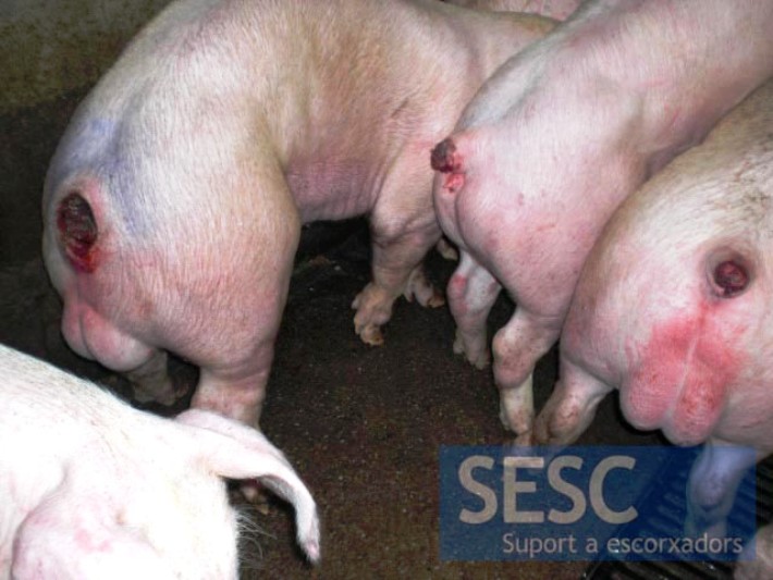 Ejemplos-de-animales-en-la-inspección-antemortem-con-presencia-de-lesiones-asociadas-a-caudofágia-osteomielitis-purulenta-razas-poricinas