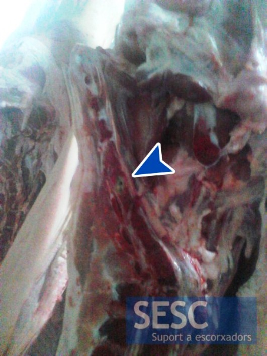 Ejemplo-de-osteomielitis-vertebral-en-la-región-caudal--razas-poricinas