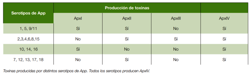 toxinas-producidas-por-distintos-serotipos-de-App-Actinobacillus pleuropneumoniae-en-la-reposición-razas-porcinas