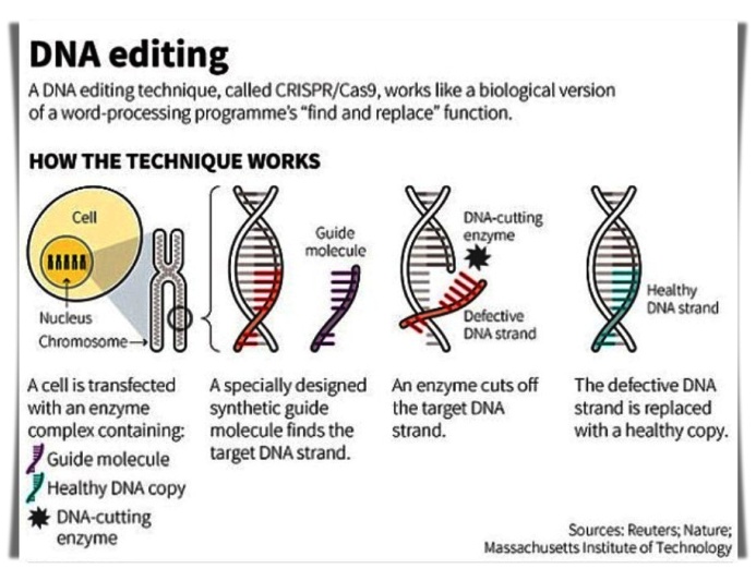 la-técnica-CRISPR-Cas9-utiliza-etiquetas-que-identifican-la-ubicación-de-la-mutación-razas-porcinas
