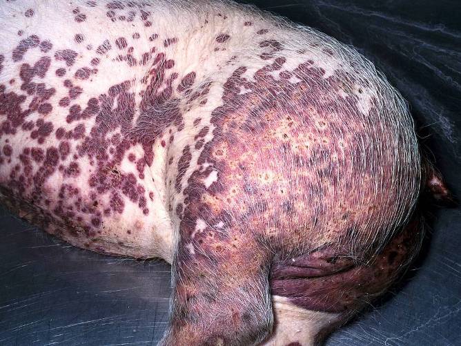 Síndrome-de-dermatitis-y-nefropatía-porcina-razas-porcinas-