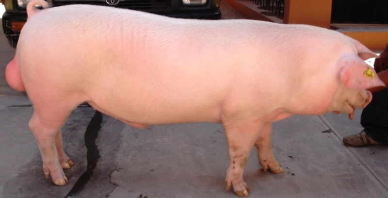 Hibridación En Cerdos Razas Porcinas Producción Porcina 1001