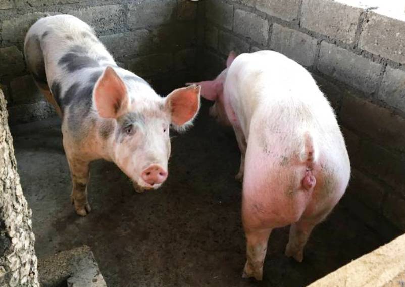 Hibridación En Cerdos Razas Porcinas Producción Porcina 3722