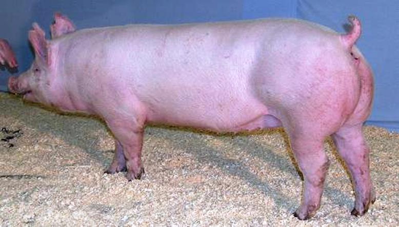 Hibridación En Cerdos Razas Porcinas Producción Porcina 3349