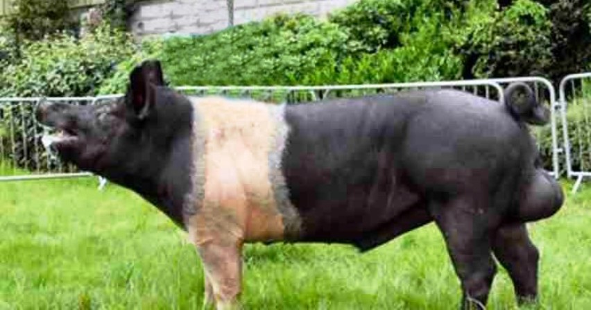 Raza Hampshire | Razas Porcinas - Cría y Producción Porcina y de Carne