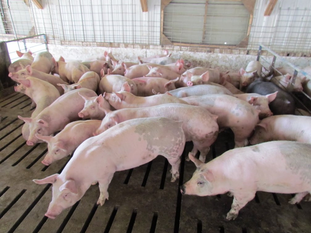 Conversión Alimenticia Razas Porcinas Cría y Producción Porcina y