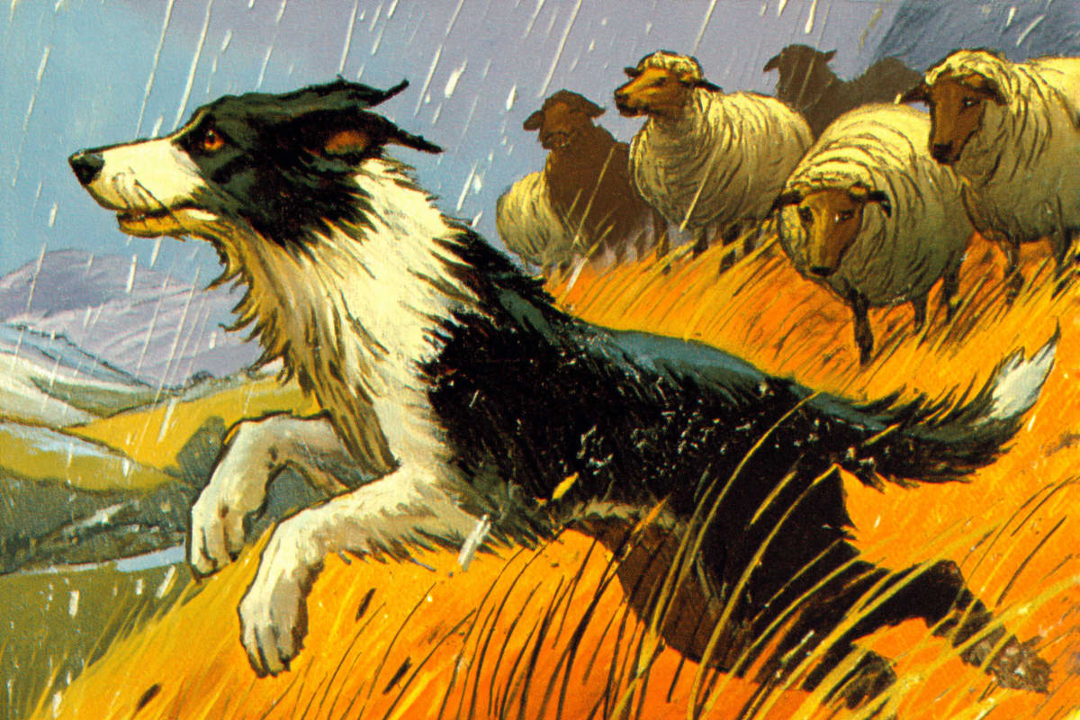 Guardian of the Flock - A devoted Border Collie watches over sheep through driving rain in this dramatic pastoral scene.