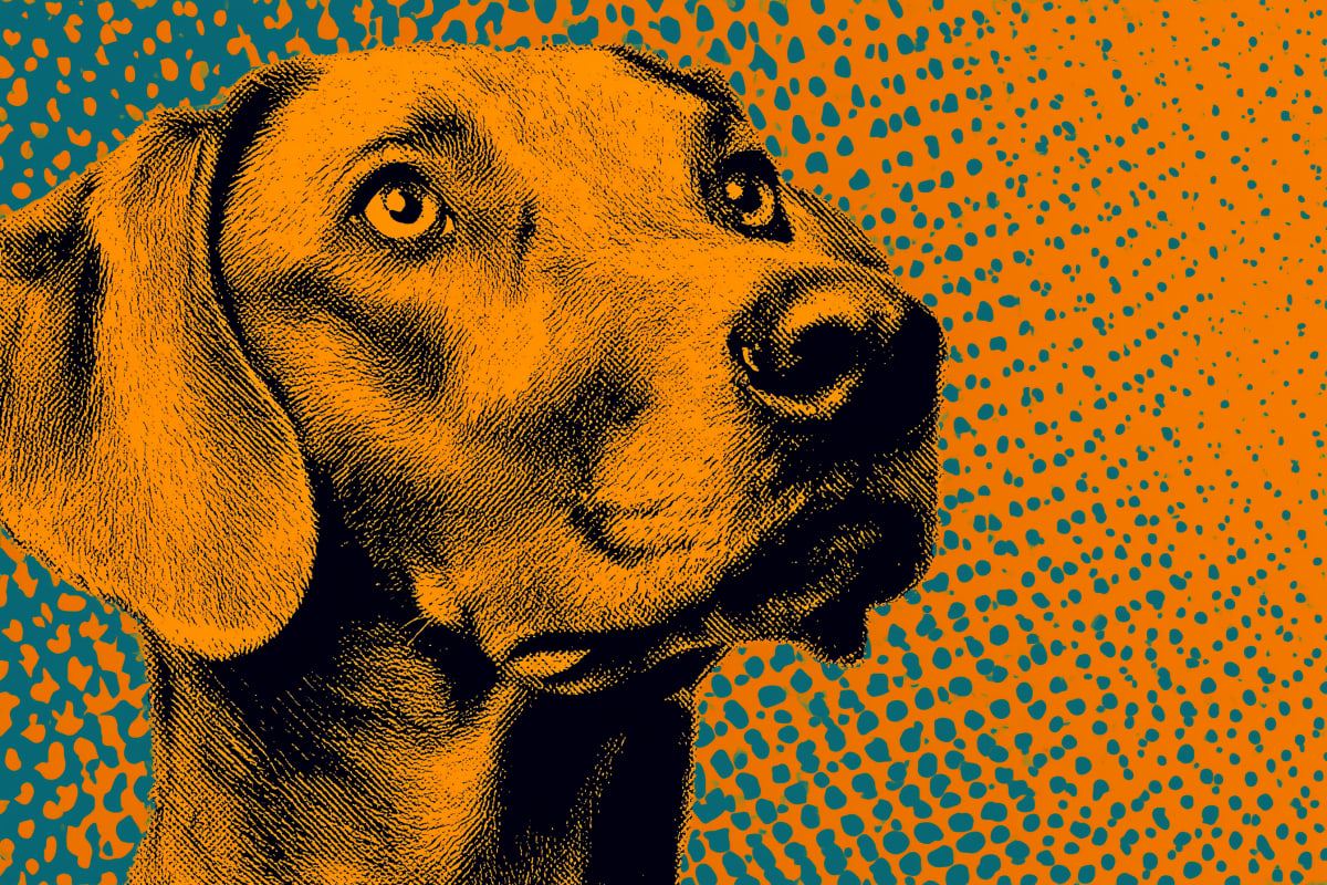 Regal Gaze - A noble hound rendered in vibrant orange and black halftone against a dynamic dotted background of teal and orange.